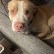 Knuckles, a Cream, Golden Boxer bully mix  Dog