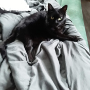 Midnight, a Black Short hair Cat