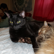 Luna, a Black - Cat