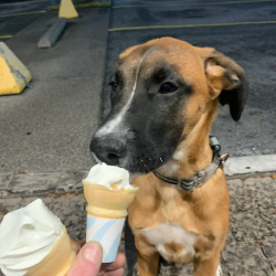 {petName}, a Tan, Black, White Belgian boxer Dog