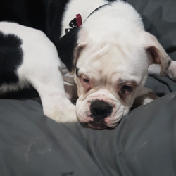 Trixie, a Black and white Olde English bulldog Dog