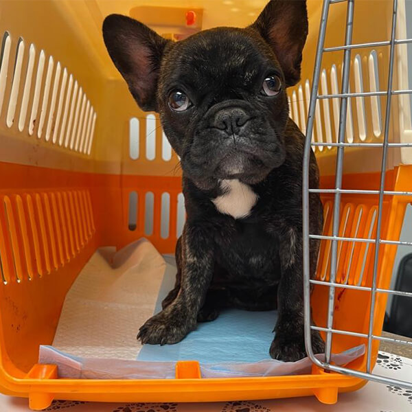 Margot the french bulldog